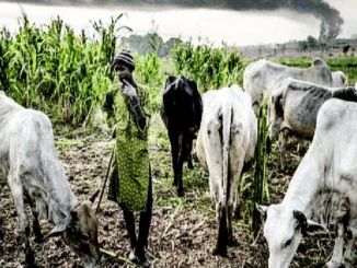 Intelligent Reports: Farmer-herder Clashes Displace 2.2m People In 7yrs