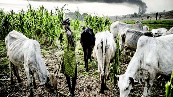 Farmer-herder Intelligent Reports: Farmer-herder Clashes Displace 2.2m People In 7yrs
