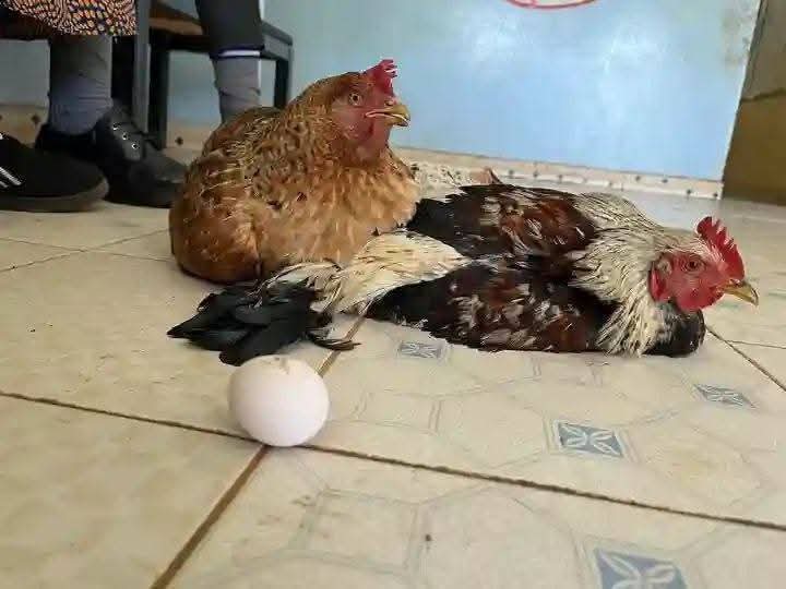 Grandmother Brings 6 Live Chickens to School as Payment After Granddaughter Is Sent Home (PHOTOS)