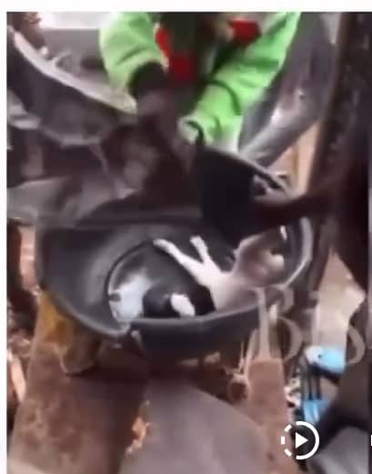 Shocking: Ram Allegedly Gives Birth to Creature With Human Head in Lagos, Video Goes Viral