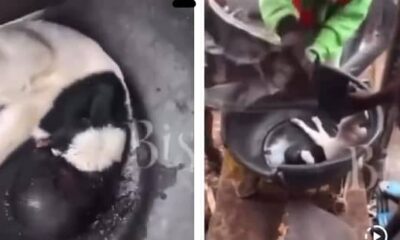 Shocking: Ram Allegedly Gives Birth to Creature With Human Head in Lagos, Video Goes Viral