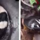Shocking: Ram Allegedly Gives Birth to Creature With Human Head in Lagos, Video Goes Viral
