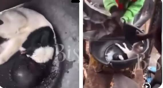 Shocking: Ram Allegedly Gives Birth to Creature With Human Head in Lagos, Video Goes Viral