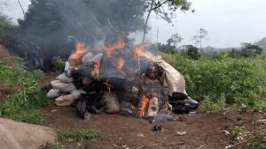 National Drug Law Enforcement Agency (NDLEA) Destroys 18,000kg Of Cannabis, Arrested 4 Suspects In Edo