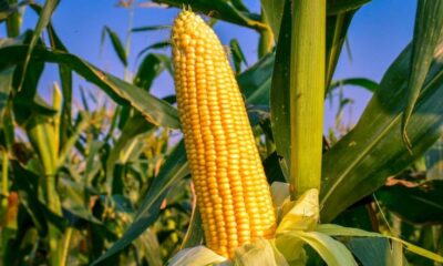 Amazing Benefits of Maize