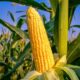 Amazing Benefits of Maize