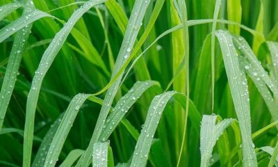 Benefits Of Lemon Grass