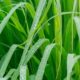 Benefits Of Lemon Grass