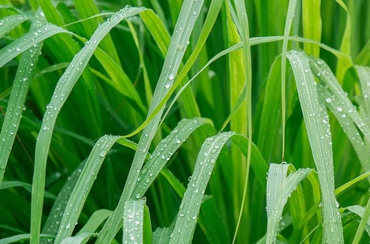Benefits Of Lemon Grass