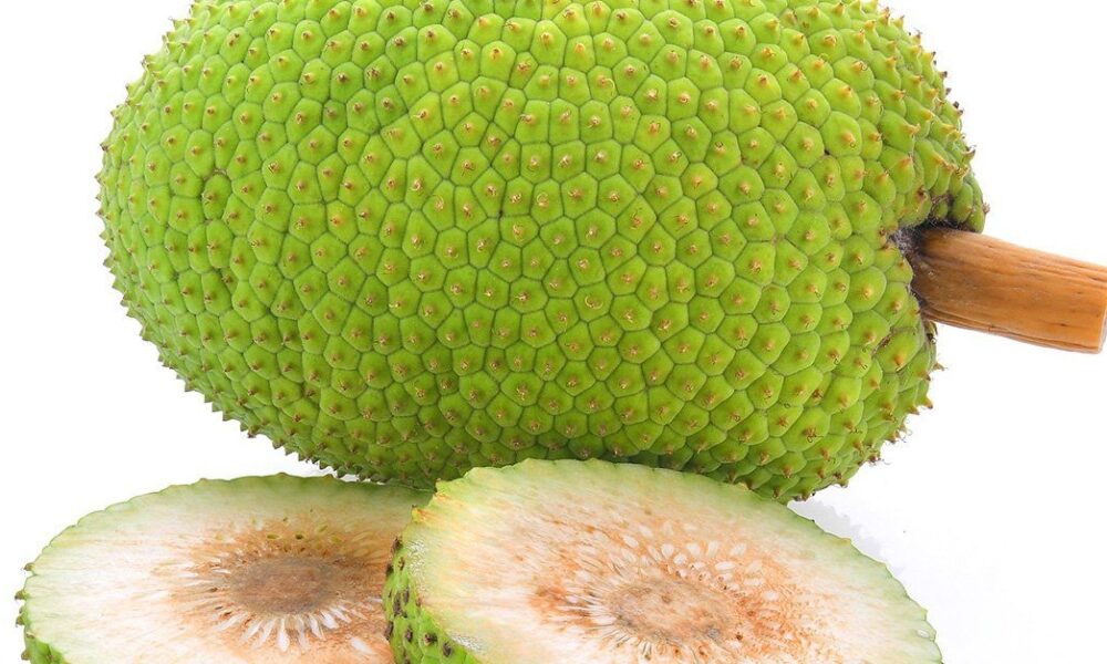 Health Benefits Of Breadfruit