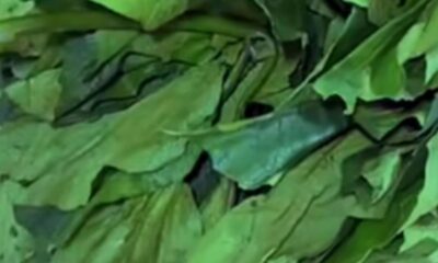 Health Benefits of Pumpkin Leaves You Should Know