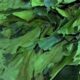 Health Benefits of Pumpkin Leaves You Should Know